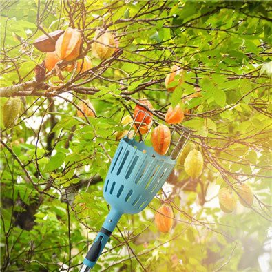 carambola fruit picker pole with basket