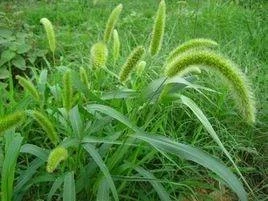 Setaria viridis Setaria viridis