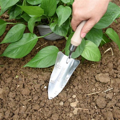 庭の植栽日記 -1